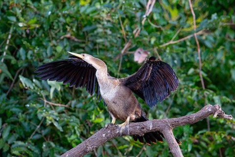 American darter (Anhinga anhinga) Pantanal Brazil