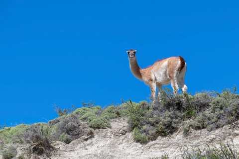 Guanaco (Llama guanicoe), Huanako, Torres del Paine National Park, Patagonia, End of the World,
