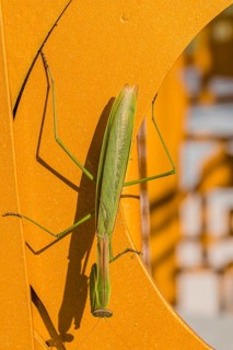 Closeup of praying mantis on orange metal structure on a sunny afternoon