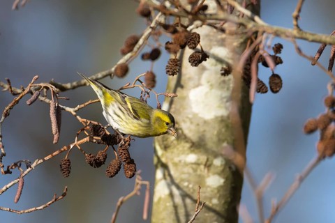 European siskin (Spinus spinus) adult bird feeding on Alder (Alnus glutinosa) tree seeds, Suffolk,