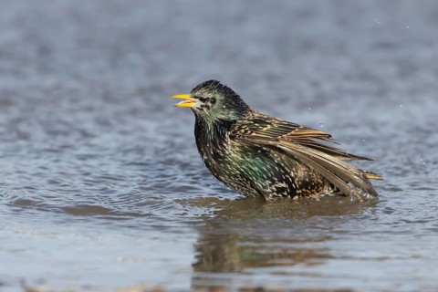 European starling (Sturnus vulgaris) adult bird bathing in a shallow puddle, Dorset, England,