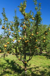 Apple (Malus domestica) tree with golden yellow fruit in late summer, Quebec, Canada, North America
