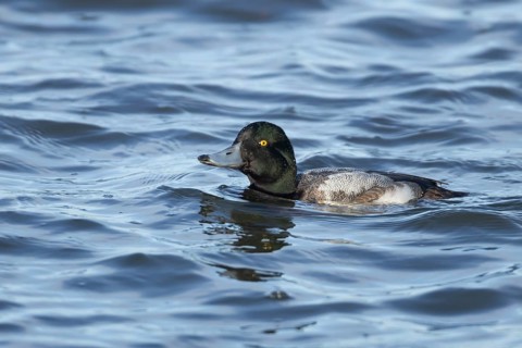 Scaup duck (Aythya marila) adult male bird on a lake, Cambridgeshire, England, United Kingdom,
