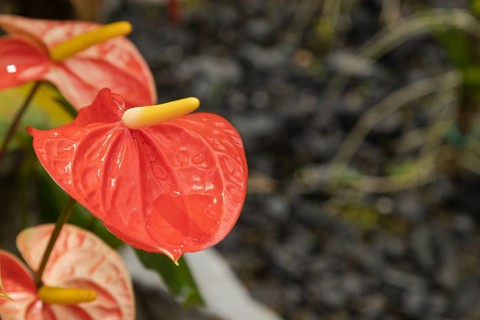 Pink and red anthurium flower in botanical garden, selective focus, copy space, malaysia, Kuching