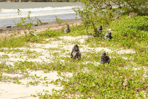 Silvery lutung or silvered leaf langur monkey (Trachypithecus cristatus) in Bako national park,