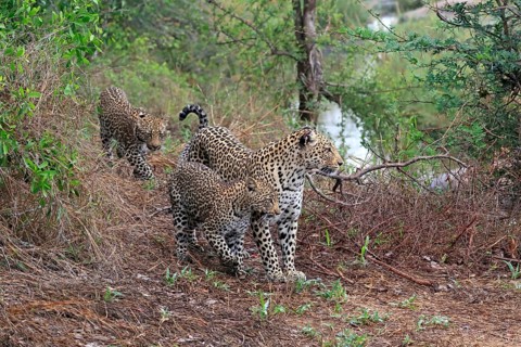 Leopard (Panthera pardus), adult, cubs, group, running, stalking, Sabi Sand Game Reserve, Kruger