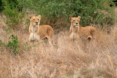 Lion (Panthera leo), adult, female, two females, vigilant, Sabi Sand Game Reserve, Kruger National