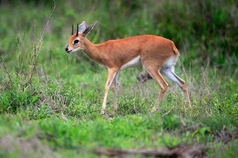 Steenbok (Raphicerus campestris), adult, male, foraging, vigilant, dwarf antelope, Kruger National