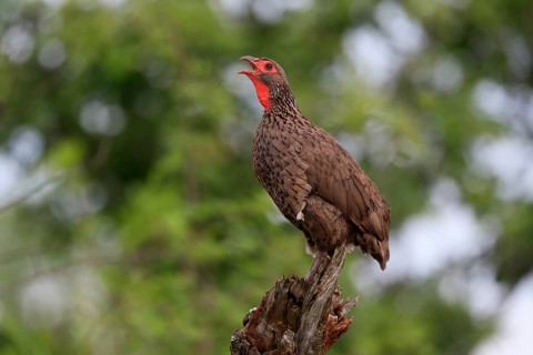 Swainson's spurfowl (Pternistis swainsonii), adult, on wait, calling, Kruger National Park, Kruger