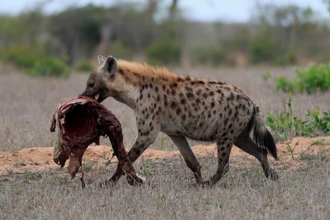 Spotted hyena (Crocuta crocuta), adult, with prey, carrying prey, running, Sabi Sand Game Reserve,