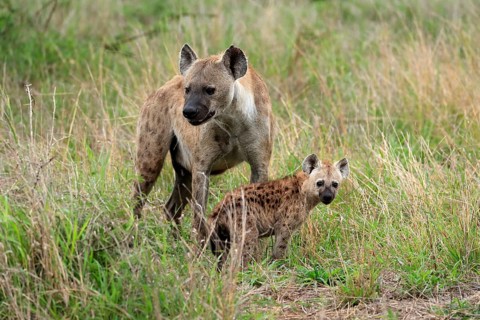 Spotted hyena (Crocuta crocuta), adult, young animal, mother with young animal, social behaviour,
