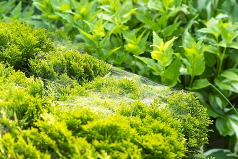 Thuja Occidentalis, western red cedar shrub with beautiful spider net in sunlight in the garden,