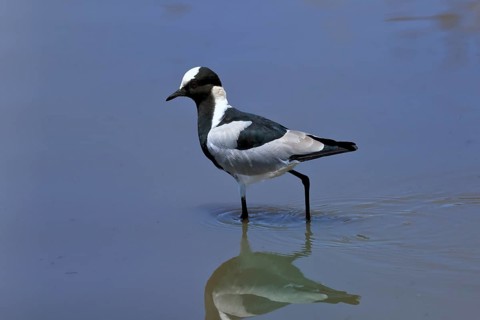 Black-headed Lapwing, (Vanellus armatus), adult, in water, foraging, alert, Kruger National Park,
