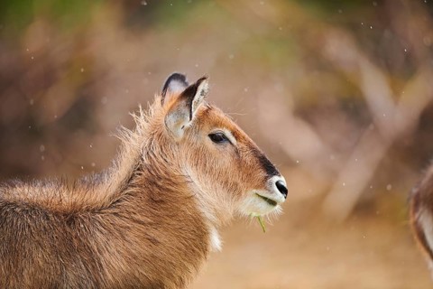 Waterbuck (Kobus defassa), portrait, captive, distribution Africa