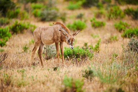 Roan Antelope (Hippotragus equinus) youngster in the dessert, captive, distribution Africa