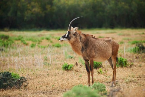 Roan Antelope (Hippotragus equinus) in the dessert, captive, distribution Africa