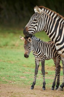 Plains zebra (Equus quagga) mother with foal in the dessert, captive, distribution Africa