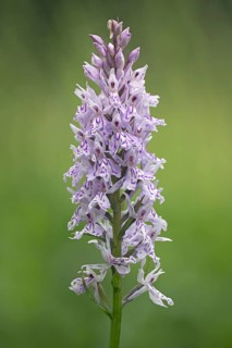 common spotted orchid