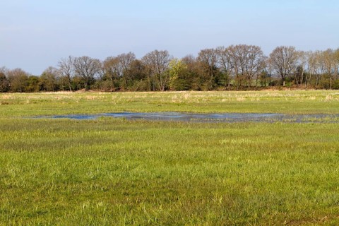 Wetland biotope in the Peene valley, waterlogged meadows, rare habitat for endangered plants and