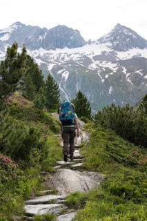 Mountaineer on a hiking trail in a picturesque mountain landscape with alpine roses, mountain peak