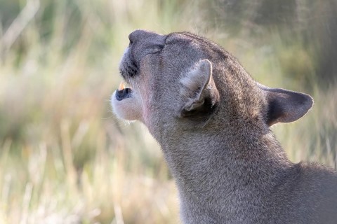 Cougar (Cougar concolor), silver lion, mountain lion, cougar, panther, small cat, animal portrait,