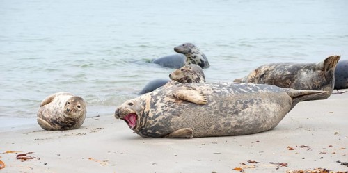 Group of grey seals lying relaxed on a sandy beach, one animal yawning with its mouth wide open and