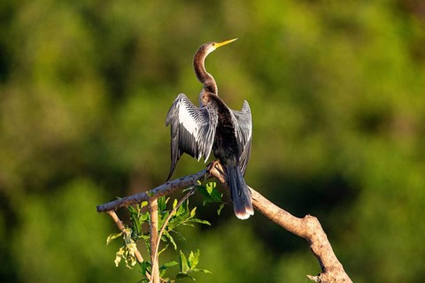 American darter (Anhinga anhinga) Pantanal Brazil
