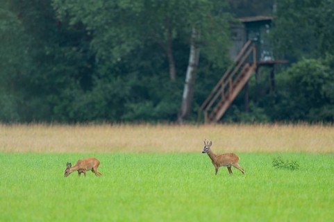 European roe deer (Capreolus capreolus), buck and doe in rut, leaf time, in a meadow, behind a high