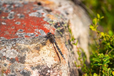 Zigzag darner (Aeshna sitchensis) sitting on a rock, dragonfly, close-up, nature photograph, Tinn,