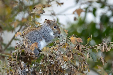 Grey squirrel (Sciurus carolinensis) adult feeding on Field maple tree seeds, Suffolk, England,