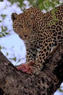 Leopard (Panthera pardus), adult, in tree, with prey, Sabi Sand Game Reserve, Kruger NP, Kruger