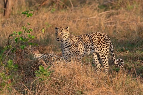 Leopard (Panthera pardus), adult, pair, alert, Sabi Sand Game Reserve, Kruger NP, Kruger National