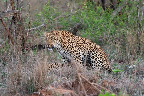 Leopard (Panthera pardus), adult, pair, mating, Sabi Sand Game Reserve, Kruger National Park,