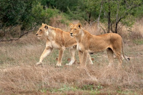 Lion (Panthera leo), adult, female, two females, vigilant, Sabi Sand Game Reserve, Kruger National