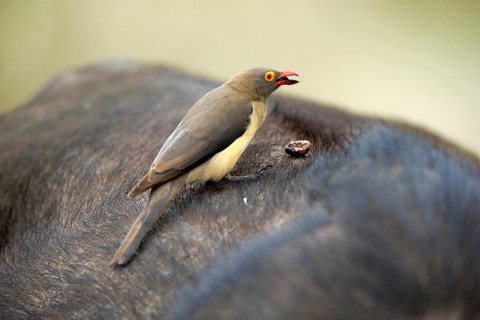 Red-billed oxpecker (Buphagus erythrorhynchus), adult on host animal, symbiosis, Kruger National