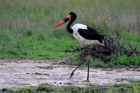 Saddle-billed stork (Ephippiorhynchus senegalensis), adult, foraging, at the water, Kruger National
