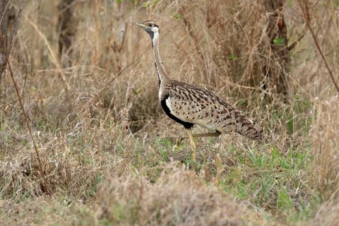 Black-bellied bustard (Lissotis melanogaster), adult, male, foraging, alert, Sabi Sand Game