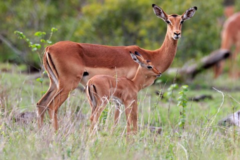 Black Heeler Antelope, (Aepyceros melampus), adult, female, young animal, mother with young animal,