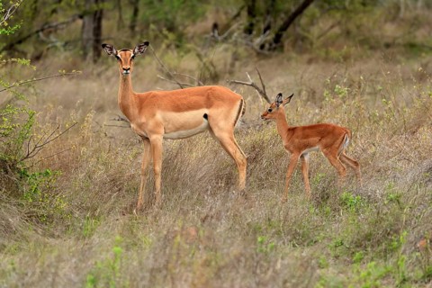 Black Heeler Antelope, (Aepyceros melampus), adult, female, young animal, mother with young animal,