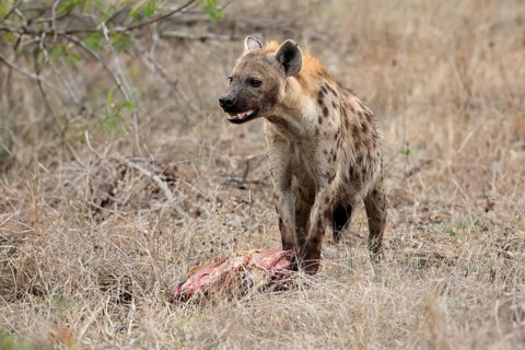 Spotted hyena (Crocuta crocuta), adult, with prey, Sabi Sand Game Reserve, Kruger National Park,