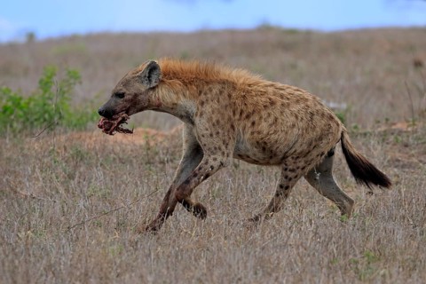 Spotted hyena (Crocuta crocuta), adult, with prey, carrying prey, running, Sabi Sand Game Reserve,