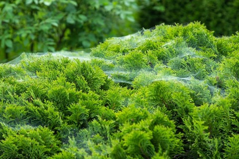 Thuja Occidentalis, western red cedar shrub with beautiful spider net in sunlight in the garden,