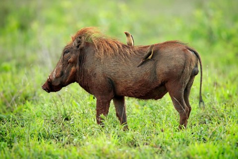 Warthog, (Phacochoerus aethiopicus), with red beak Oxpecker, (Buphagus erythrorhynchus), adult,