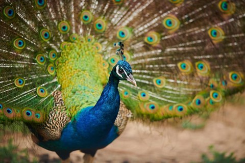 Indian peafowl (Pavo cristatus) doing a cartwheel, spreading its feathers, eyes, France, Europe