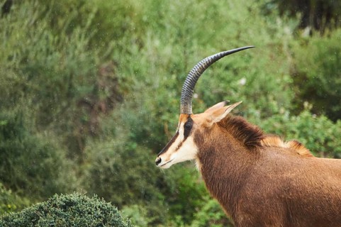 Sable antelope (Hippotragus niger), portrait, in the dessert, captive, distribution Africa
