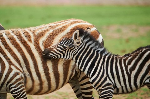 Plains zebra (Equus quagga) foal, portrait, captive, distribution Africa