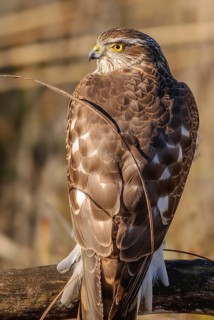 Young eurasian sparrowhawk (Accipiter nisus) resting on a branch in the sun, Bas-Rhin, Alsace,