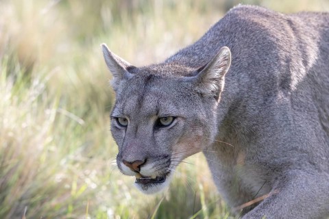 Cougar (Cougar concolor), silver lion, mountain lion, cougar, panther, small cat, animal portrait,
