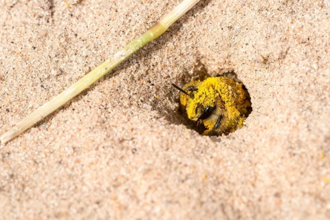 Pantalon bee (Dasypoda hirtipes) (Dasypoda plumipes) (Dasypoda altercator), female, wild bee looks