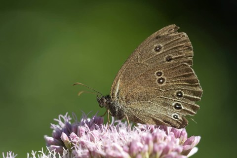 Ringlet (Aphantopus hyperantus), Gahlen, North Rhine-Westphalia, Germany, Europe